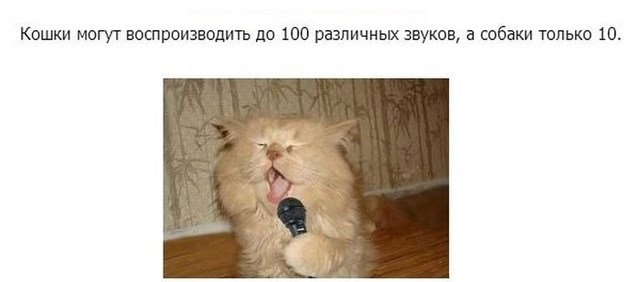 Интересные факты в картинках про кошек и котят