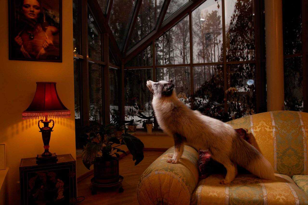 Фотосессия животных для National Geographic