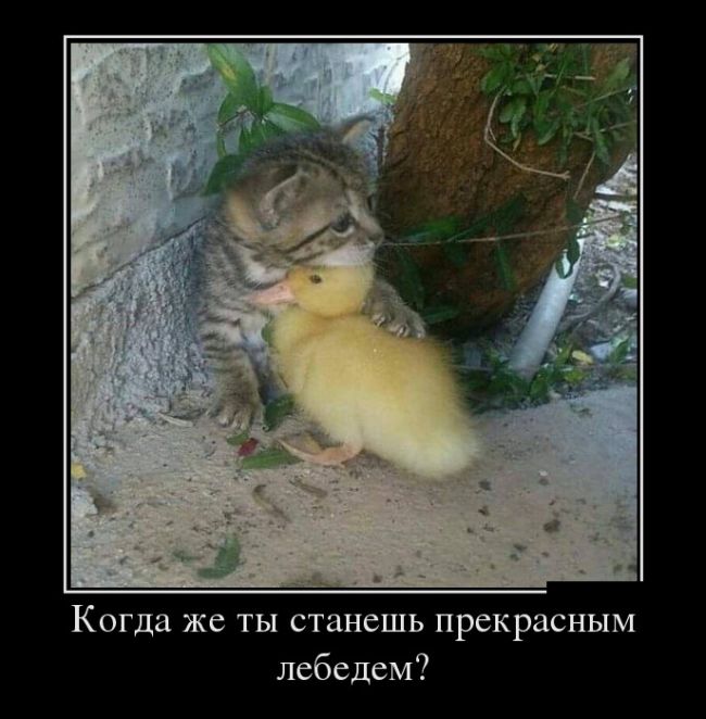 Демотиваторы, подборка новых и прикольных черных рамок.