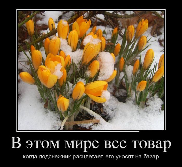 Демотиваторы смотреть нужно только новые.
