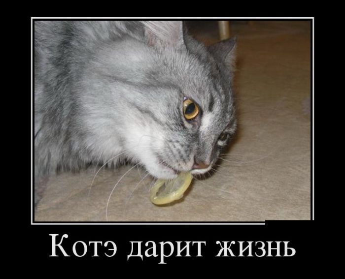 Демотиваторы не коньяк, чем новее - тем прикольней.