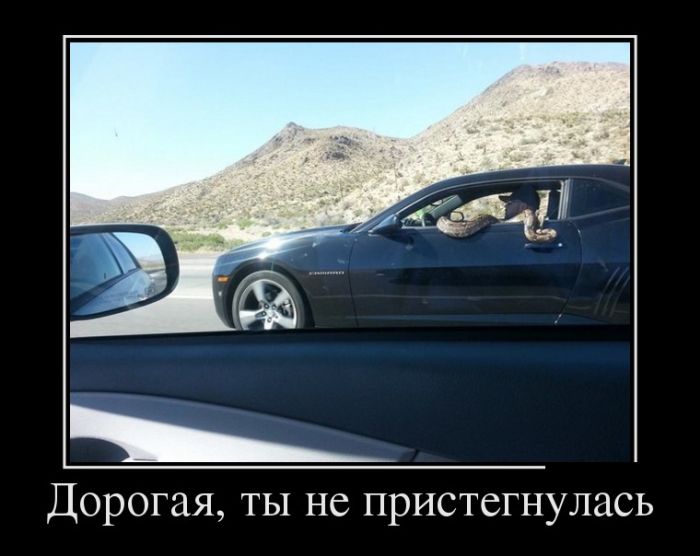 Приколы и цитаты в демотиваторах.