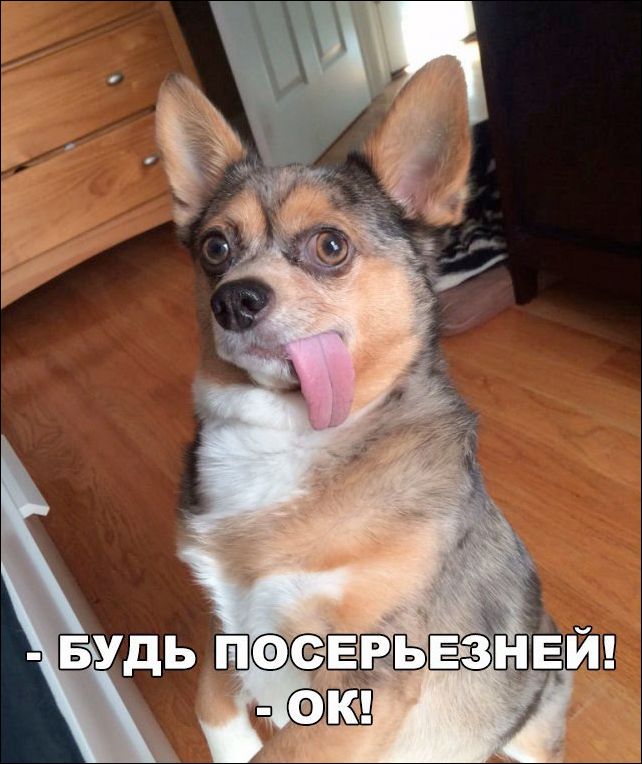 Подборка,  картинки прикольные, действуют не долго.
