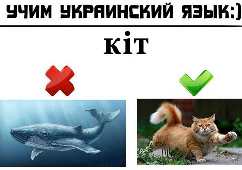 Как? Ответы на вопросы, прикольные розыгрыши и инструкции.