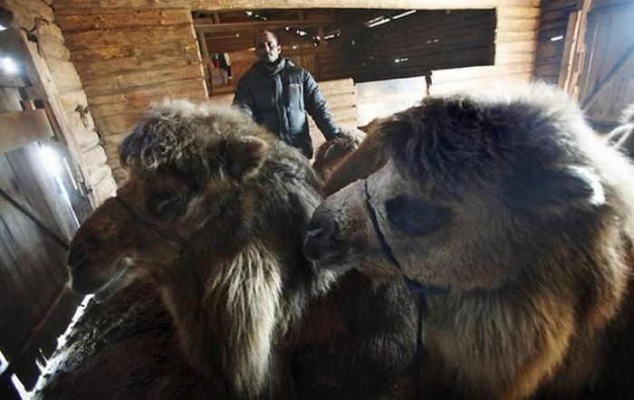 Верблюды в снежной Норвегии