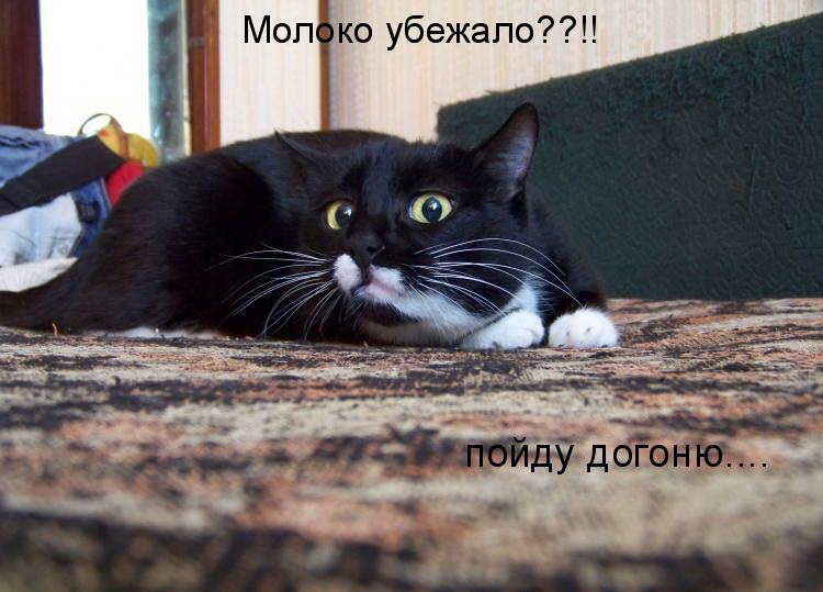 Кото приколы