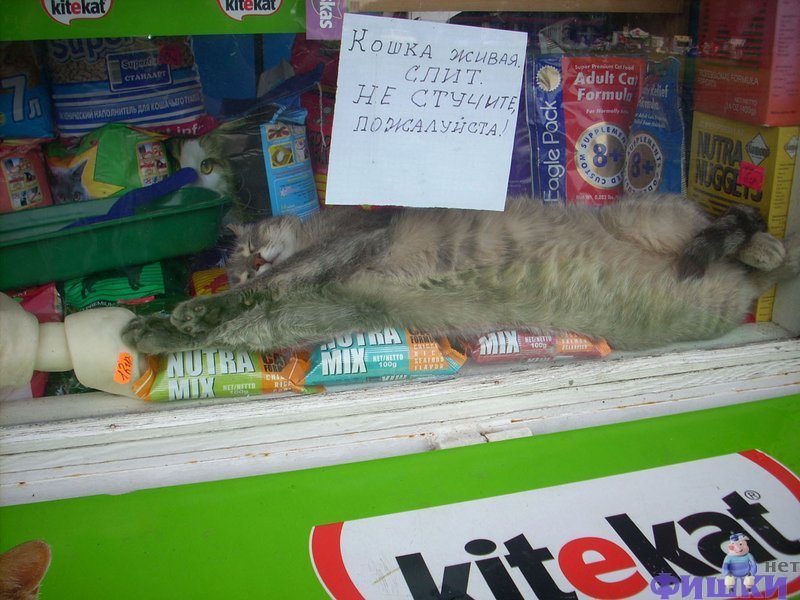 Котики в магазинах