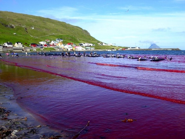 Море крови на Фарерских островах