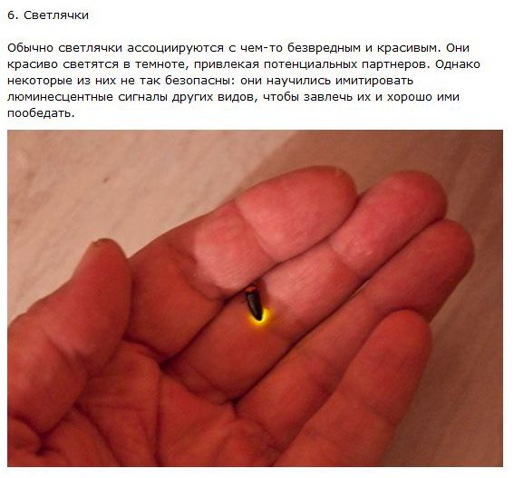 Самые хитрые животные