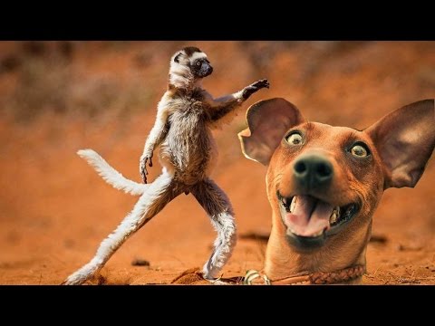 Животные фото, прикольные и милые