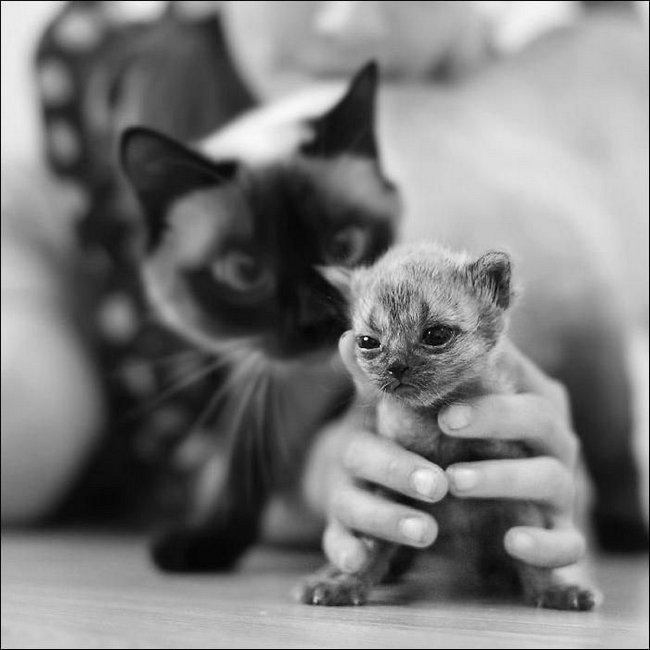 Смешные животные на фотках