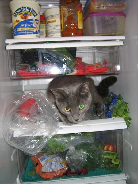 Коты и кошки в холодильниках