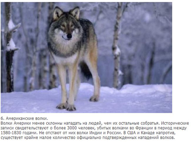 Интересные факты о волках в картинках