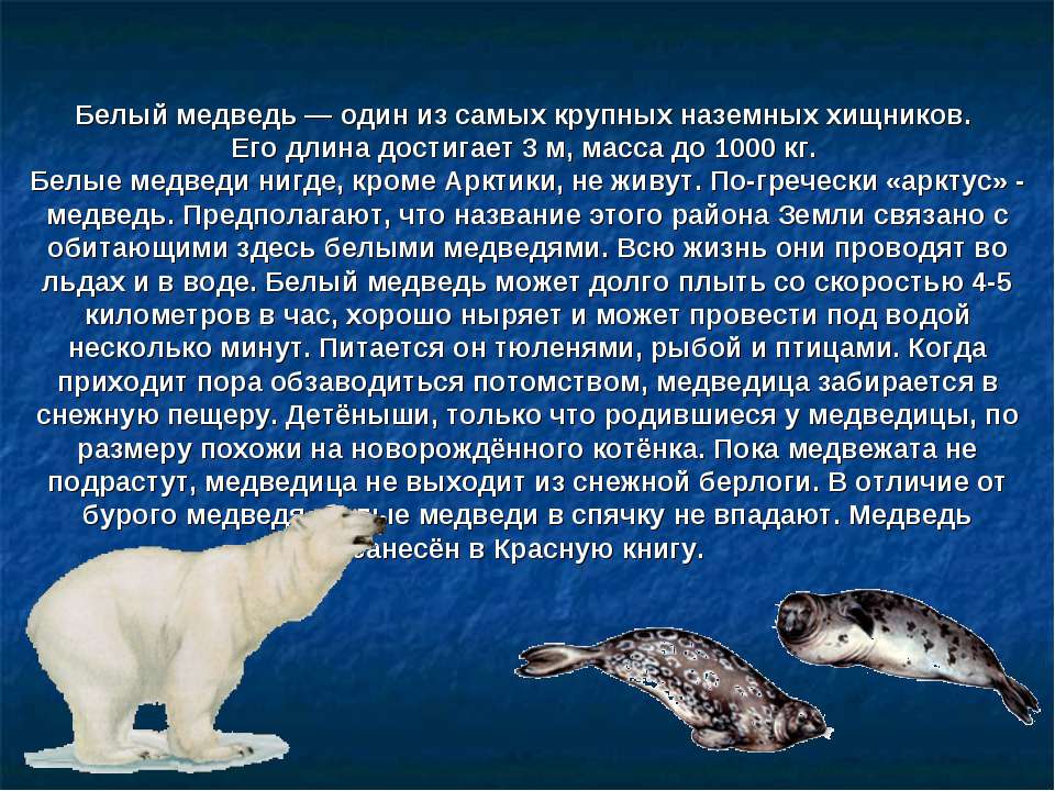 Интересное про белых медведей