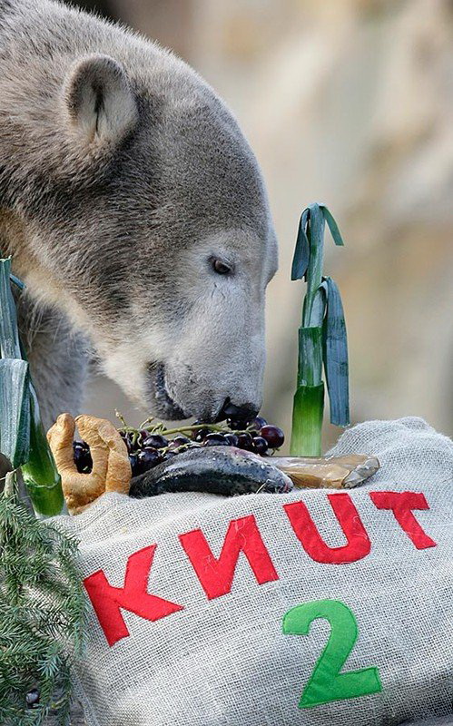 Белый медведь Кнут