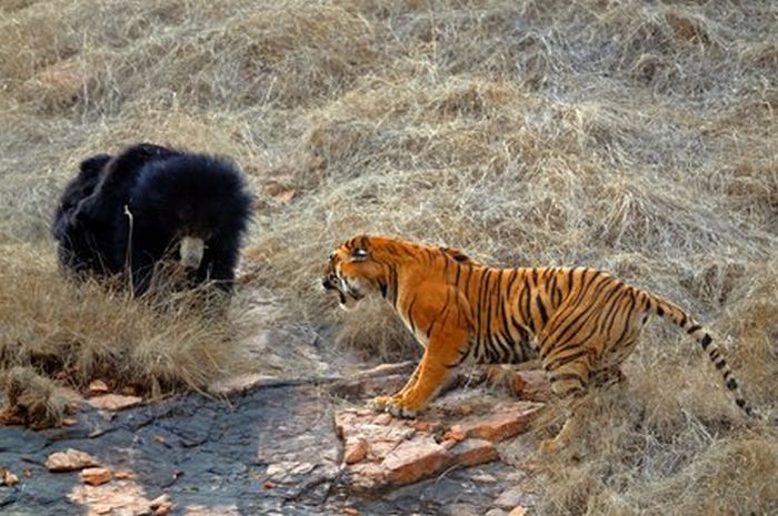Битва медведицы и тигрицы