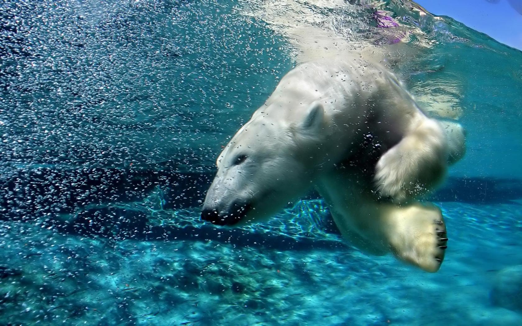 Животные в воде и под водой