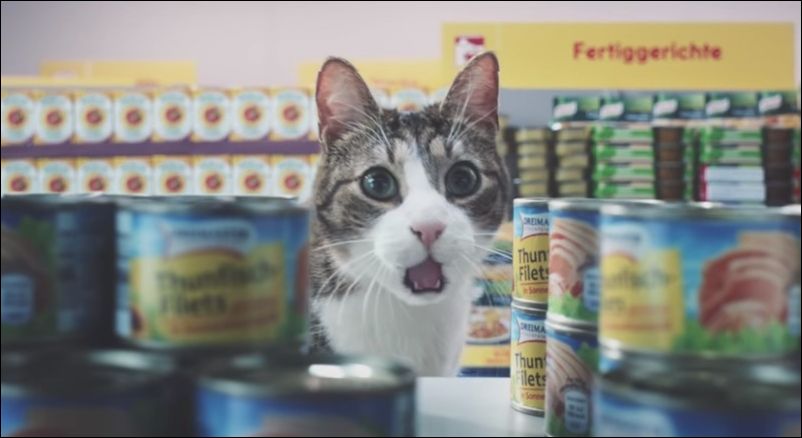 Котики в магазинах