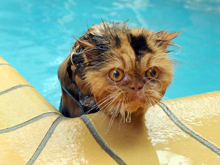 Кошки в воде, смешные фото