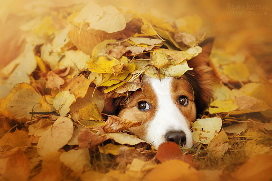 Собаки и осень на фото