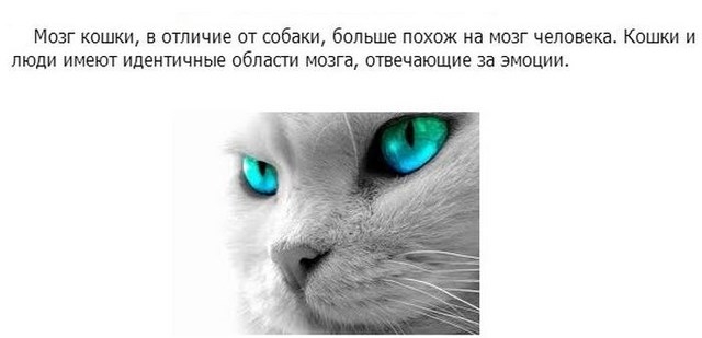 Интересные факты в картинках про кошек и котят