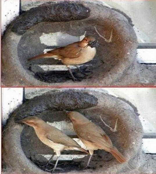 Птички строят гнездо фото