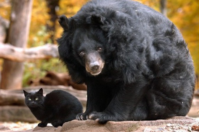 Кошка и медведица