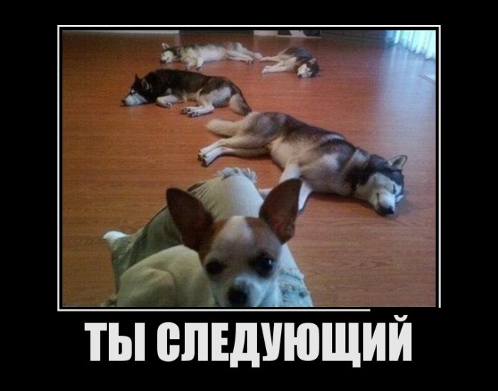 Демотиваторы с приколами, новые за день.
