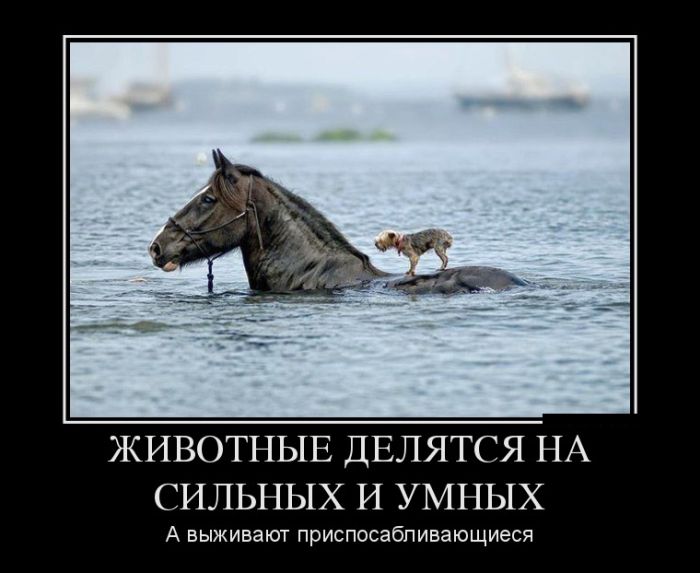 Демотиваторы это классные картинки и фразы.