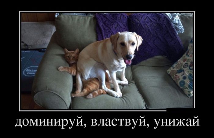Самые смешные демотиваторы в подборке приколов.