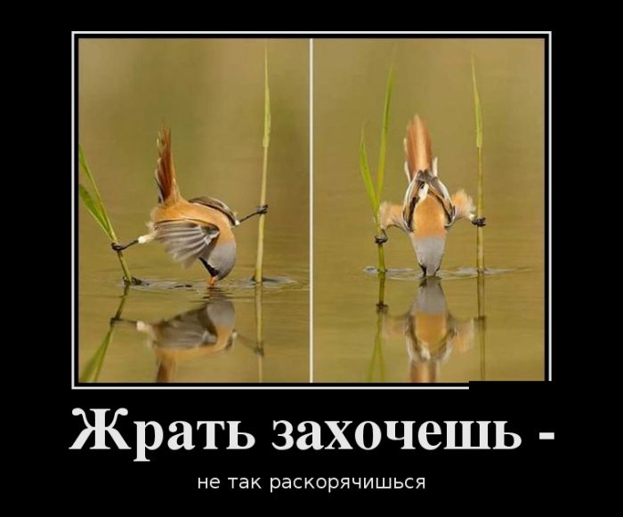 Демотиваторы, это прикольно не лишай себя удовольствия.