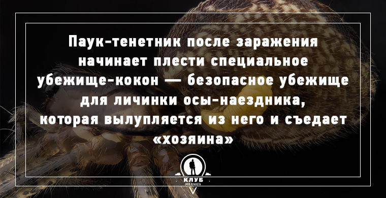 Интересное о зомби в нашем мире.