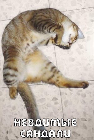 Кошки и невидимые предметы