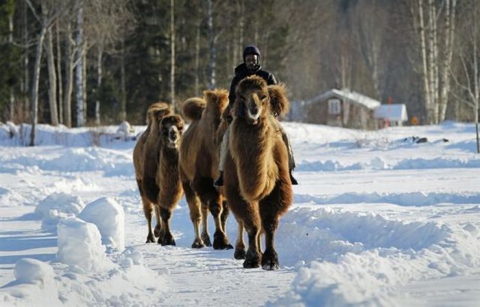 Верблюды в снежной Норвегии