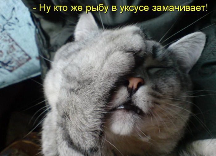 Кото приколы