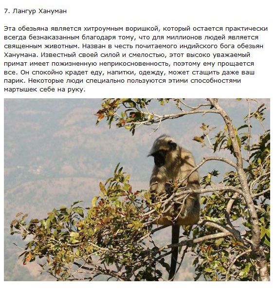 Самые хитрые животные