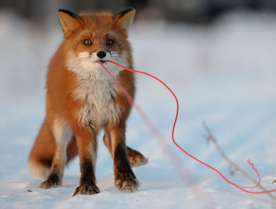 Смешные животные на фотках