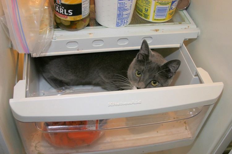 Коты и кошки в холодильниках