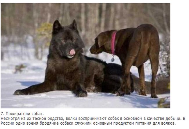 Интересные факты о волках в картинках
