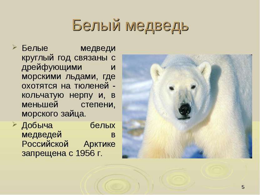 Интересное про белых медведей