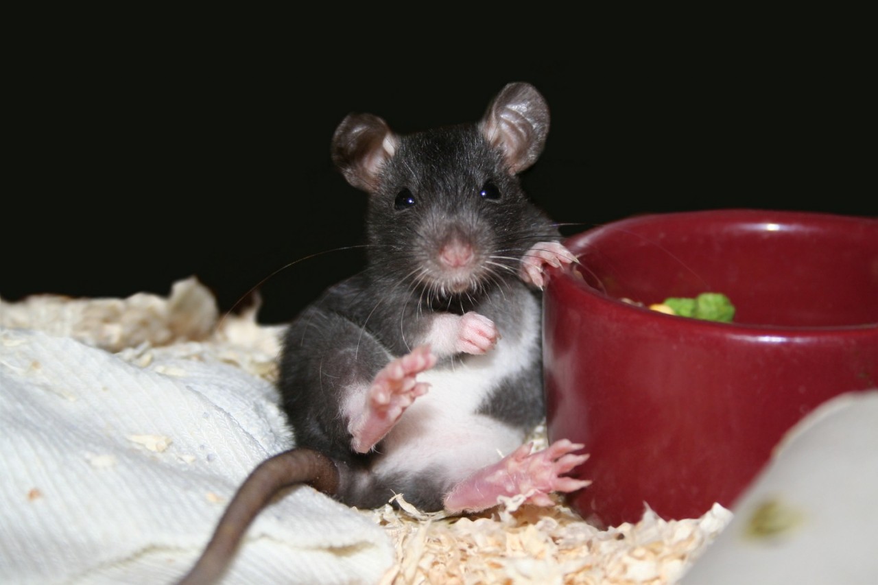 Крысы декоративные, советы по уходу