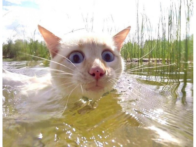 Кошки в воде, смешные фото