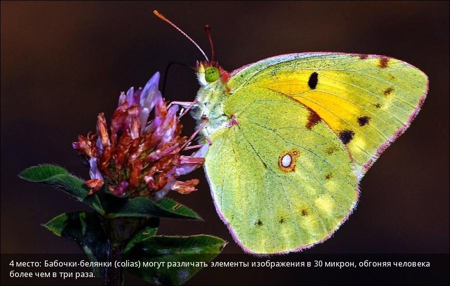 Самые зрячие среди животных