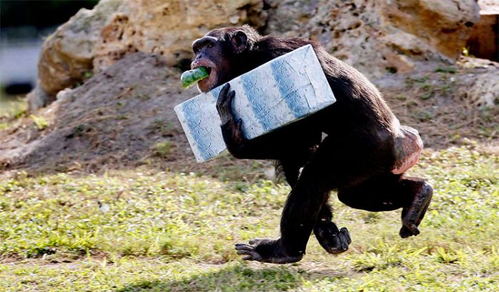 Новогодние подарки для шимпанзе