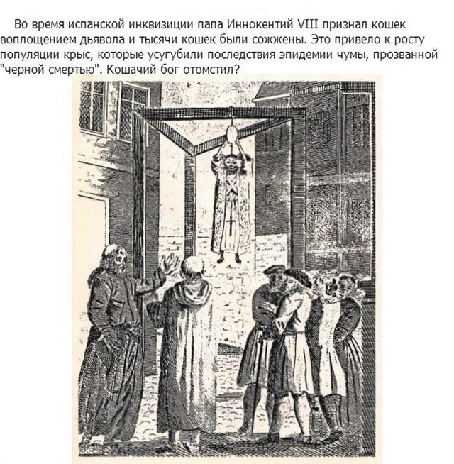 Интересные факты в картинках про кошек и котят