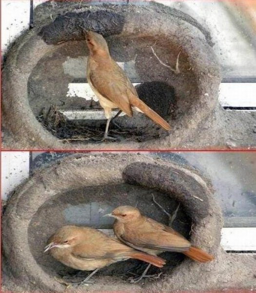 Птички строят гнездо фото