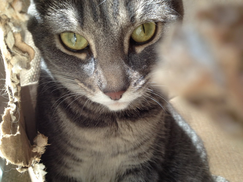 Прикольные животные которых мы любим