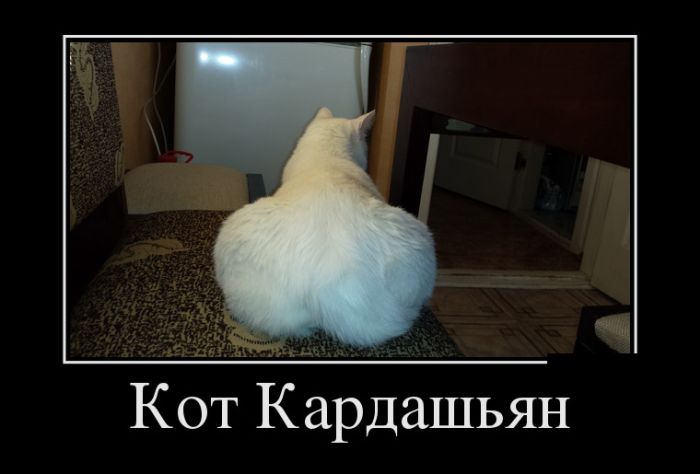 Демотиваторы, прикольные фотки и новые фразы.