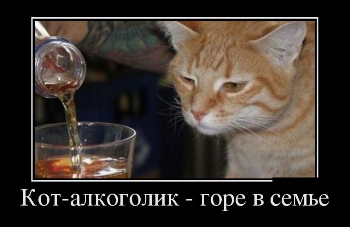 Демотиваторы, приколы хоть отбавляй.