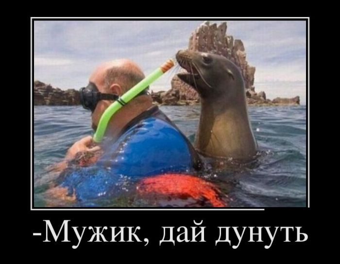 Веселое настроение гарантировано! Демотиваторы.